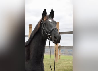 Österreichisches Warmblut, Wallach, 4 Jahre, 16,2 hh, Rappe