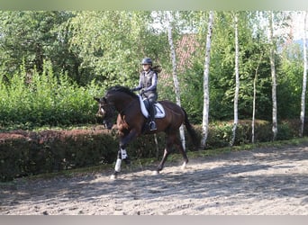 Austrian Warmblood, Gelding, 4 years, 16.2 hh, Black