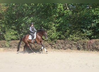 Austrian Warmblood, Gelding, 4 years, 16.2 hh, Black
