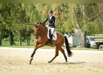 Austrian Warmblood, Gelding, 4 years, 16.2 hh, Brown