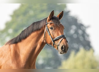 Austrian Warmblood, Gelding, 4 years, 16.2 hh, Brown