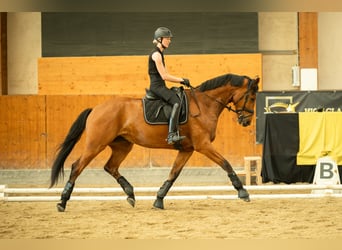 Austrian Warmblood, Gelding, 4 years, 16.2 hh, Brown