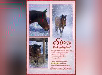 Austrian Warmblood, Gelding, 4 years, 16.3 hh, Brown