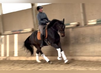 Austrian Warmblood, Gelding, 4 years, 16,1 hh, Bay-Dark
