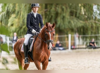 Austrian Warmblood, Gelding, 4 years, 16,1 hh, Chestnut-Red