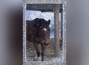 Austrian Warmblood, Gelding, 4 years, 16,3 hh, Brown