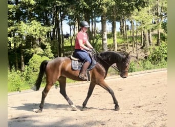 Austrian Warmblood, Gelding, 4 years, 17.1 hh, Brown