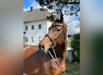 Austrian Warmblood, Gelding, 4 years, 17.1 hh, Brown