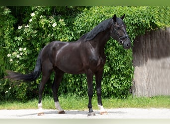 Austrian Warmblood, Gelding, 4 years, 17.2 hh, Black