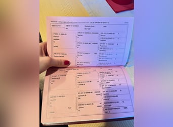 Austrian Warmblood, Gelding, 4 years, 17 hh, Brown