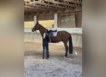 Austrian Warmblood, Gelding, 4 years, 17 hh, Brown