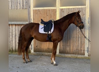 Austrian Warmblood, Gelding, 4 years, 17 hh, Chestnut