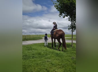 Austrian Warmblood, Gelding, 4 years, 17 hh, Chestnut