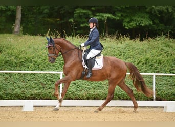 Austrian Warmblood, Gelding, 4 years, 17 hh, Chestnut