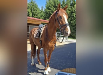 Austrian Warmblood, Gelding, 4 years, 17 hh, Chestnut-Red