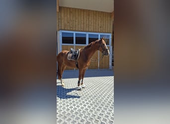Austrian Warmblood, Gelding, 4 years, 17 hh, Chestnut-Red