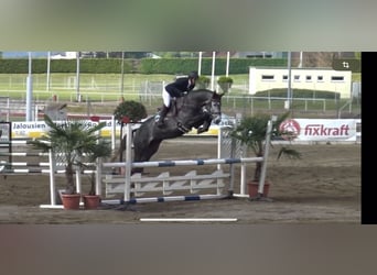 Austrian Warmblood, Gelding, 4 years, 17 hh, Gray