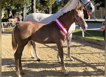 Austrian Warmblood, Gelding, 4 years, Black