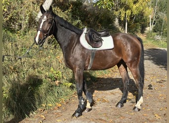 Austrian Warmblood, Gelding, 5 years, 16.1 hh, Brown