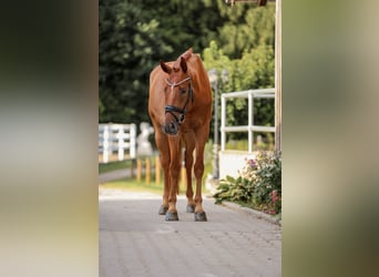 Austrian Warmblood, Gelding, 5 years, 16.1 hh, Chestnut-Red