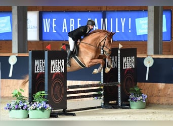 Austrian Warmblood, Gelding, 5 years, 16.2 hh, Chestnut-Red