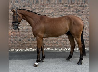 Austrian Warmblood, Gelding, 5 years, 16.3 hh, Brown