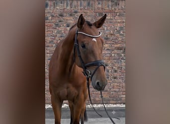Austrian Warmblood, Gelding, 5 years, 16.3 hh, Brown