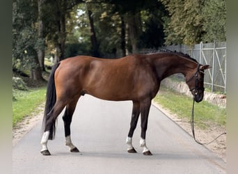 Austrian Warmblood, Gelding, 5 years, 16 hh, Brown