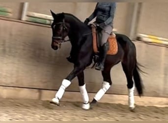 Austrian Warmblood, Gelding, 5 years, 16,1 hh, Bay-Dark