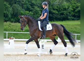 Austrian Warmblood, Gelding, 5 years, 17.1 hh, Brown