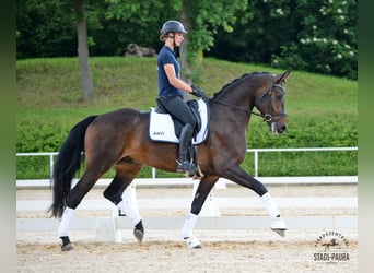 Austrian Warmblood, Gelding, 5 years, 17.1 hh, Brown