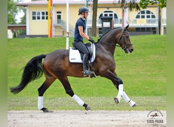 Austrian Warmblood, Gelding, 5 years, 17.1 hh, Brown