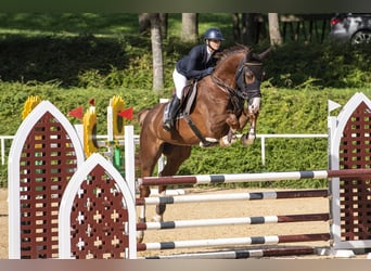 Austrian Warmblood, Gelding, 5 years, 17,2 hh, Chestnut-Red