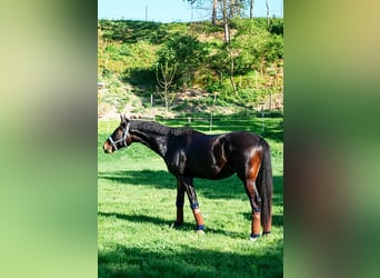 Austrian Warmblood, Gelding, 5 years, 17 hh, Bay-Dark