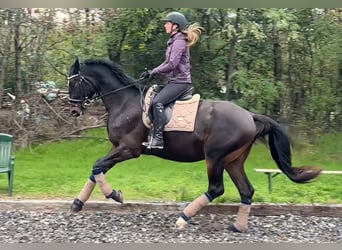 Austrian Warmblood, Gelding, 5 years, 17 hh, Bay-Dark