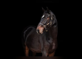 Austrian Warmblood, Gelding, 5 years, 17 hh, Bay-Dark