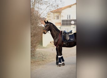 Austrian Warmblood, Gelding, 5 years, 17 hh, Bay-Dark