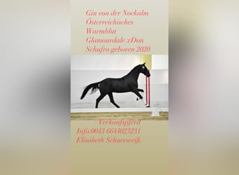 Austrian Warmblood, Gelding, 5 years, 17 hh, Black