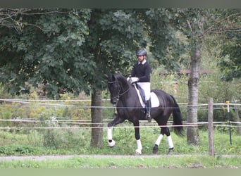 Austrian Warmblood, Gelding, 5 years, 17 hh, Black