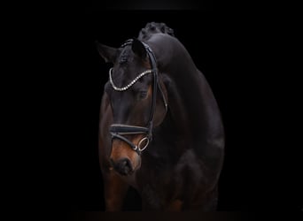 Austrian Warmblood, Gelding, 5 years, 17 hh, Smoky-Black