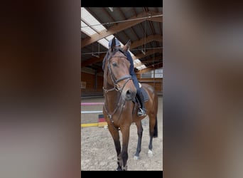 Austrian Warmblood, Gelding, 5 years, 17,1 hh, Brown