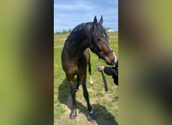 Austrian Warmblood, Gelding, 5 years, Bay-Dark