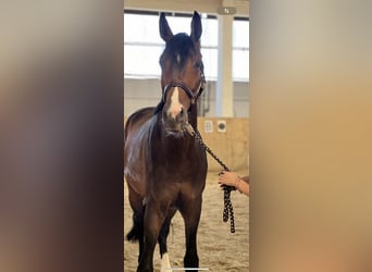 Austrian Warmblood, Gelding, 5 years, Bay-Dark