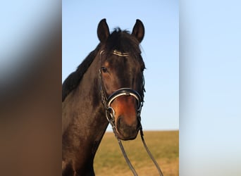 Austrian Warmblood, Gelding, 6 years, 16.1 hh, Smoky-Black