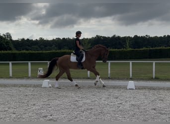 Austrian Warmblood, Gelding, 6 years, 16.2 hh, Chestnut
