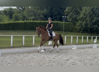 Austrian Warmblood, Gelding, 6 years, 16.2 hh, Chestnut