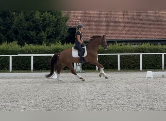 Austrian Warmblood, Gelding, 6 years, 16.2 hh, Chestnut