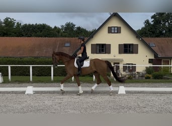 Austrian Warmblood, Gelding, 6 years, 16.2 hh, Chestnut