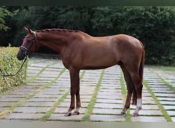Austrian Warmblood, Gelding, 6 years, 16.2 hh, Chestnut