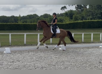 Austrian Warmblood, Gelding, 6 years, 16.2 hh, Chestnut